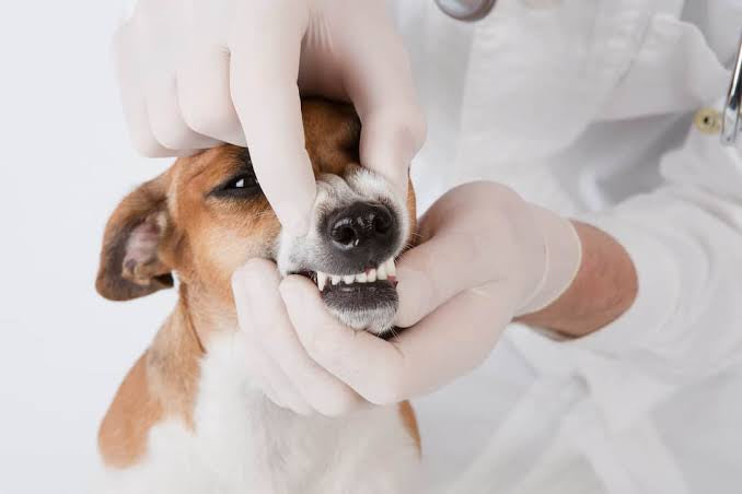 Gum disease, also known as periodontal disease, in dogs!